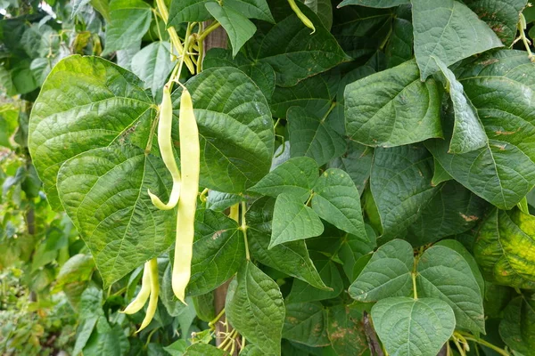 Выращивание Бобов Фасоль Лазания Бобовый Цветок Зеленая Фасоль Дворе Сада — стоковое фото