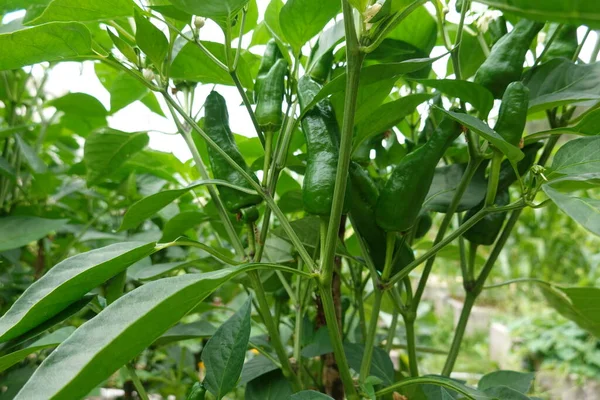 Green Pepper Tree — 스톡 사진