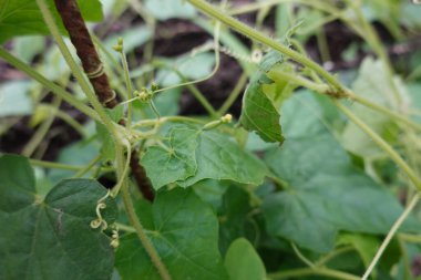 Bahçede karides ya da fare karpuzu yetiştirmek. Meyve ve kabakulak çiçeği. hasat karpuz faresi