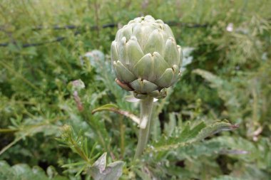 Enginar çiçeği, arka bahçede enginar yetiştirmek. Enginar çiçek açma işlemi