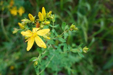 Hiperikum bitkisi ya da St. John otu. Hiperikum bitkisinin yetiştirilmesi ve çiçeği