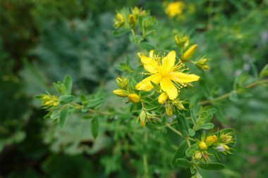 Hiperikum bitkisi ya da St. John otu. Hiperikum bitkisinin yetiştirilmesi ve çiçeği