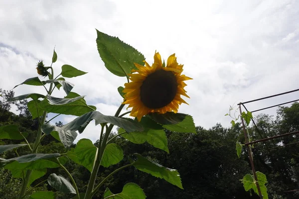 Bunga Matahari Tanaman Bunga Matahari Raksasa Proses Berbunga Bunga Bunga — Stok Foto