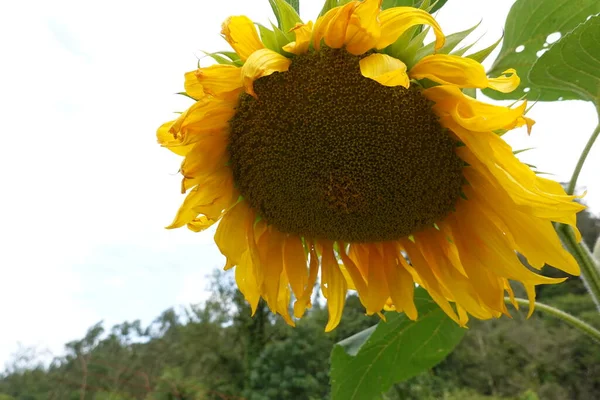 太陽の花 巨大なサンフラワーの作物 裏庭庭の花の花のプロセス — ストック写真