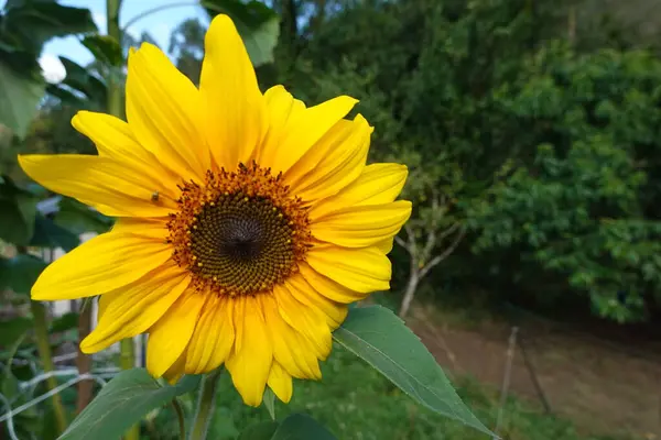 向日葵 巨大的向日葵收获 后院里向日葵的开花过程 — 图库照片