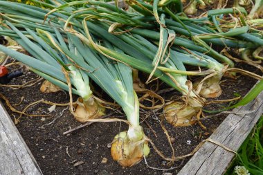 Arka bahçede soğan yetiştiriyorum. Yükseltilmiş yataklarda soğan hasat etmek için.
