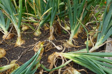 Arka bahçede soğan yetiştiriyorum. Yükseltilmiş yataklarda soğan hasat etmek için.
