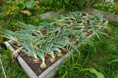 Arka bahçede soğan yetiştiriyorum. Yükseltilmiş yataklarda soğan hasat etmek için.