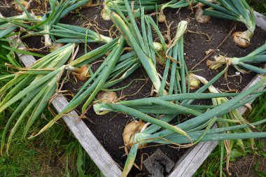Arka bahçede soğan yetiştiriyorum. Yükseltilmiş yataklarda soğan hasat etmek için.