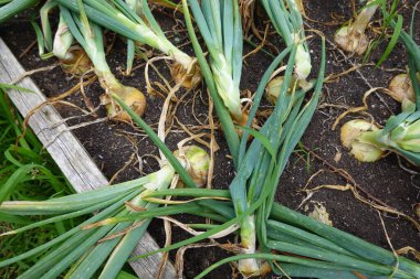 Arka bahçede soğan yetiştiriyorum. Yükseltilmiş yataklarda soğan hasat etmek için.
