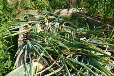 Arka bahçede soğan yetiştiriyorum. Yükseltilmiş yataklarda soğan hasat etmek için.