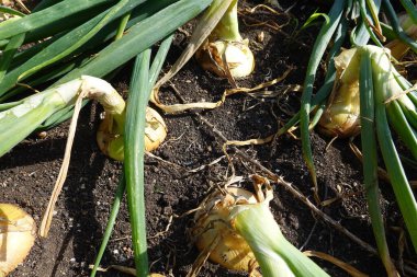 Arka bahçede soğan yetiştiriyorum. Yükseltilmiş yataklarda soğan hasat etmek için.