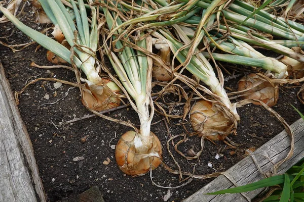 stock image growing onion in the backyard garden. onion drying to harvest on raised beds