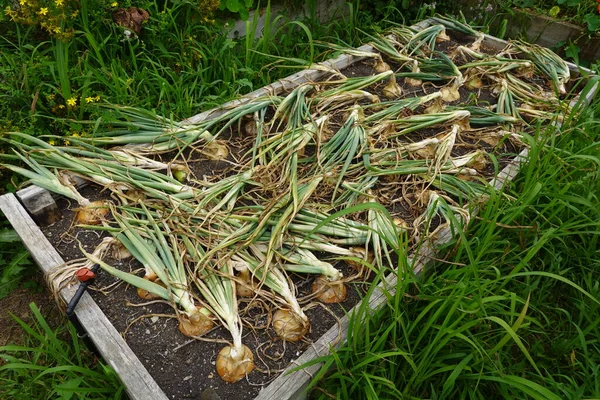 Growing Onion Backyard Garden Onion Drying Harvest Raised Beds — Stock Photo, Image