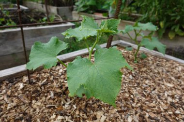 Arka bahçede salatalık yetiştiriyorum. Salatalık yetiştirir, salatalık yetiştirir.