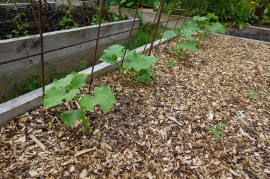 Arka bahçede salatalık yetiştiriyorum. Salatalık yetiştirir, salatalık yetiştirir.