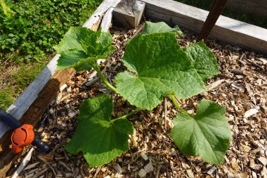 Arka bahçede salatalık yetiştiriyorum. Salatalık yetiştirir, salatalık yetiştirir.