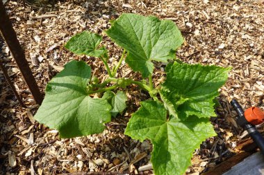 Arka bahçede salatalık yetiştiriyorum. Salatalık yetiştirir, salatalık yetiştirir.