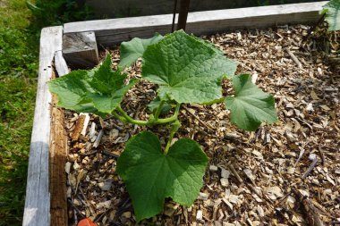 Arka bahçede salatalık yetiştiriyorum. Salatalık yetiştirir, salatalık yetiştirir.