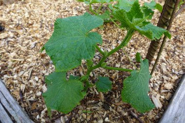 Arka bahçede salatalık yetiştiriyorum. Salatalık yetiştirir, salatalık yetiştirir.