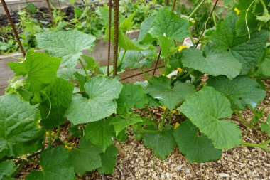 Arka bahçede salatalık yetiştiriyorum. Salatalık yetiştirir, salatalık yetiştirir.