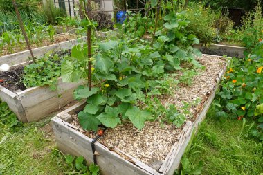 Arka bahçede salatalık yetiştiriyorum. Salatalık yetiştirir, salatalık yetiştirir.