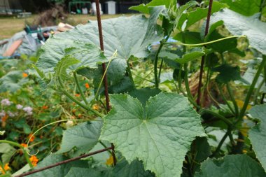 Arka bahçede salatalık yetiştiriyorum. Salatalık yetiştirir, salatalık yetiştirir.