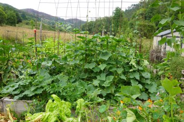 Arka bahçede salatalık yetiştiriyorum. Salatalık yetiştirir, salatalık yetiştirir.