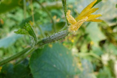 Arka bahçede salatalık yetiştiriyorum. Salatalık yetiştirir, salatalık yetiştirir.