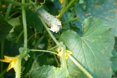 Arka bahçede salatalık yetiştiriyorum. Salatalık yetiştirir, salatalık yetiştirir.