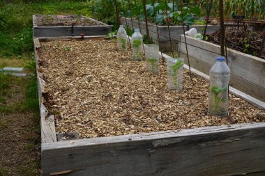 Arka bahçede salatalık yetiştiriyorum. Salatalık yetiştirir, salatalık yetiştirir.