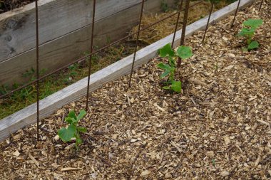 Arka bahçede salatalık yetiştiriyorum. Salatalık yetiştirir, salatalık yetiştirir.