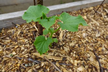 Arka bahçede salatalık yetiştiriyorum. Salatalık yetiştirir, salatalık yetiştirir.