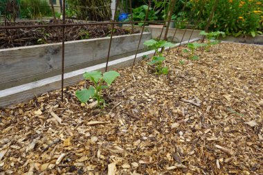 Arka bahçede salatalık yetiştiriyorum. Salatalık yetiştirir, salatalık yetiştirir.