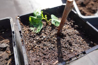 Dut ağacı kesme, evde dut kesme, dut kökü.