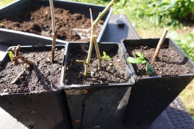 Dut ağacı kesme, evde dut kesme, dut kökü.