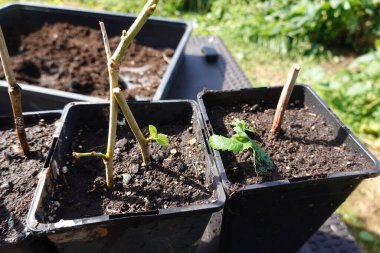 Dut ağacı kesme, evde dut kesme, dut kökü.