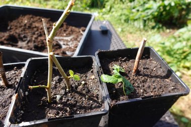 Dut ağacı kesme, evde dut kesme, dut kökü.