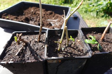 Dut ağacı kesme, evde dut kesme, dut kökü.