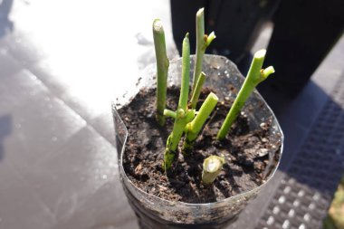 Dut ağacı kesme, evde dut kesme, dut kökü.