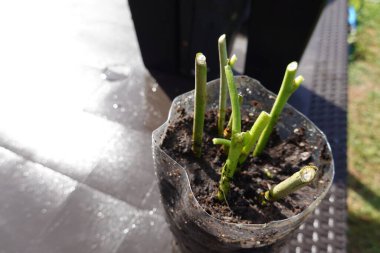 Dut ağacı kesme, evde dut kesme, dut kökü.