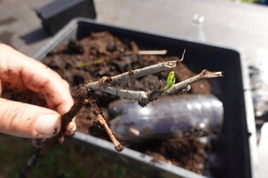 Dut ağacı kesme, evde dut kesme, dut kökü.