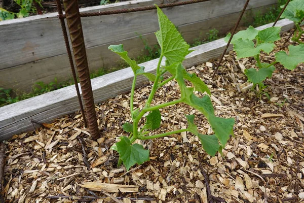 growing cucumber in the backyard garden. plant cucumber in raised beds, growing cucumber