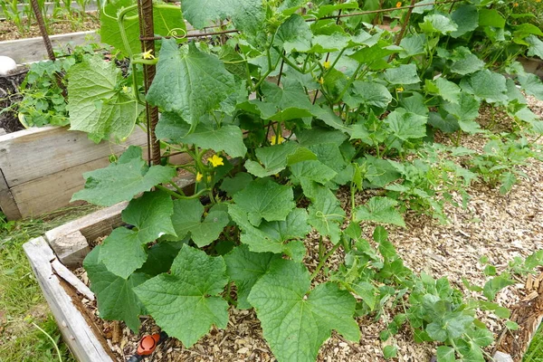 Growing Cucumber Backyard Garden Plant Cucumber Raised Beds Growing Cucumber — Stock Photo, Image