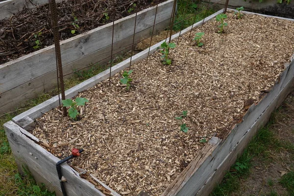 裏庭の庭でキュウリを栽培しています 育てられたベッドの植物キュウリ 成長するキュウリ — ストック写真