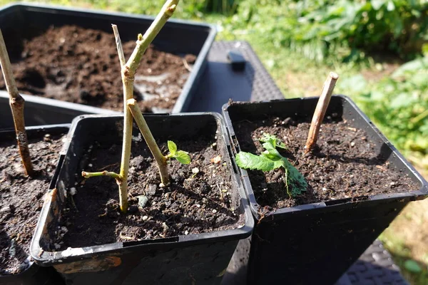 stock image mulberry tree cuttings, how to take mulberry cuttings at home, root mulberry