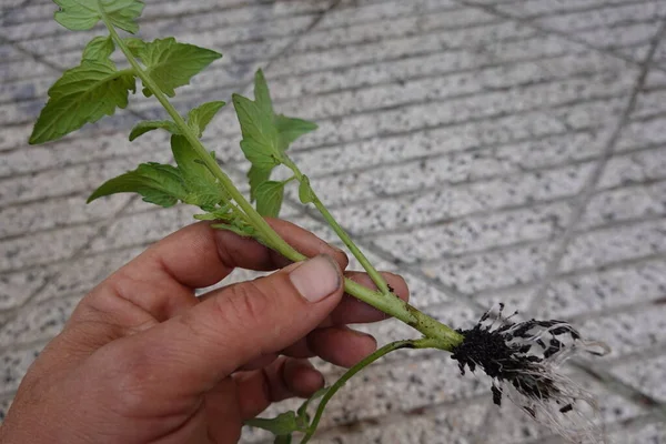 tomato plant cutting. Tomato roots to reproduce. reproduce tomato by cutting
