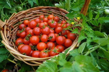 Sepette taze domatesler