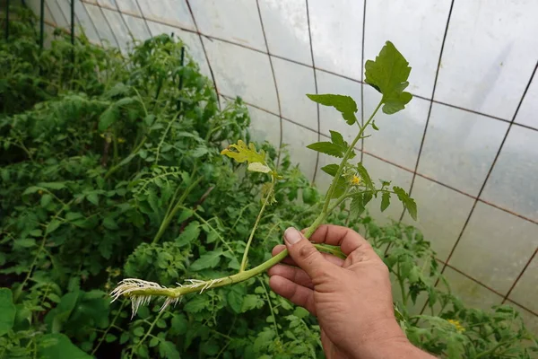 토마토 토마토 뿌리는 번식합니다 절단에 토마토를 — 스톡 사진
