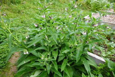 Arka bahçedeki Rus papağanı. Comfrey 14 numaralı çiçek fabrikasında rezervasyon yaptırdı.